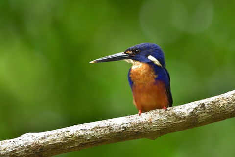 Daintree River Dawn Cruise - Attractions Brisbane 0