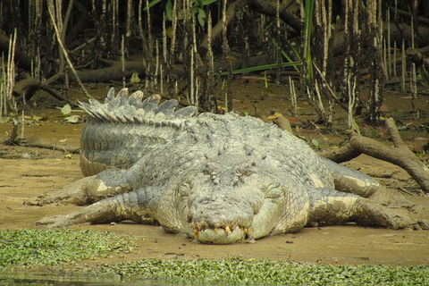 Daintree River Dawn Cruise - Attractions Brisbane 1