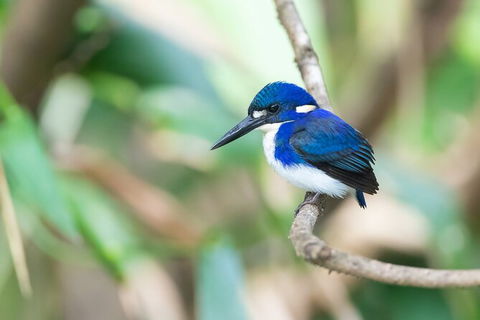 Daintree River Dawn Cruise - Attractions Brisbane 12