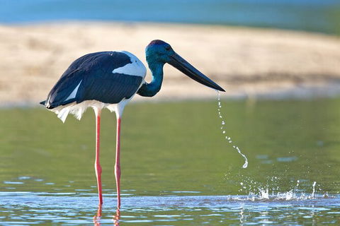 Daintree River Dawn Cruise - Attractions Brisbane 6