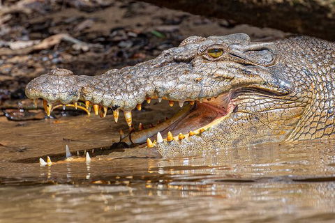 Daintree River Dawn Cruise - Attractions Brisbane 15