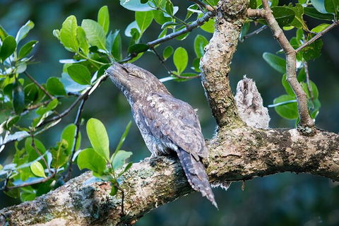 Daintree River Dawn Cruise - Attractions Brisbane 4