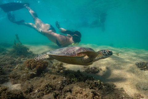 Half Day Low Isles Snorkelling Tour From Port Douglas - Attractions Brisbane 6
