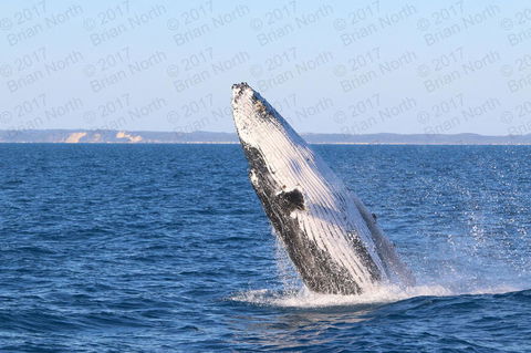 Hervey Bay Whale Watching Cruise - Attractions Brisbane 2