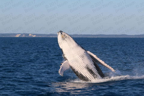 Hervey Bay Whale Watching Cruise - Attractions Brisbane 3