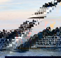 Hervey Bay Whale Watching Cruise - Attractions Brisbane
