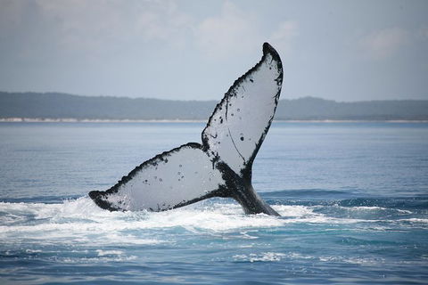 Hervey Bay Whale Watching Cruise - Attractions Brisbane 1