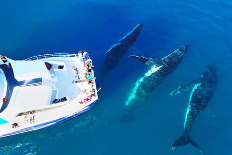 Hervey Bay Whale Watching Cruise - Attractions Brisbane 9