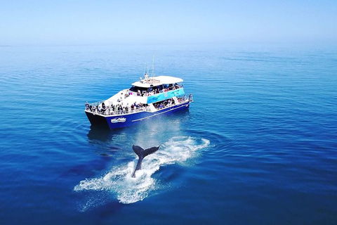Hervey Bay Whale Watching Cruise - Attractions Brisbane 10