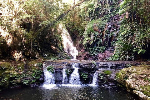 Lamington Day Tour - Attractions Brisbane 8