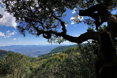 Lamington Day Tour - Attractions Brisbane 5