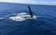 Three-Quarter Day Hervey Bay Premium Whale Watching Cruise - thumb 7