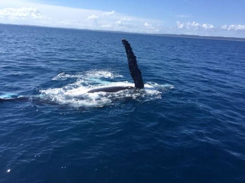 Three-Quarter Day Hervey Bay Premium Whale Watching Cruise - Attractions Brisbane 7