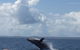 Three-Quarter Day Hervey Bay Premium Whale Watching Cruise - thumb 4