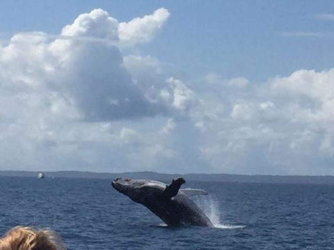 Three-Quarter Day Hervey Bay Premium Whale Watching Cruise - Attractions Brisbane 4