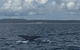 Three-Quarter Day Hervey Bay Premium Whale Watching Cruise - thumb 5