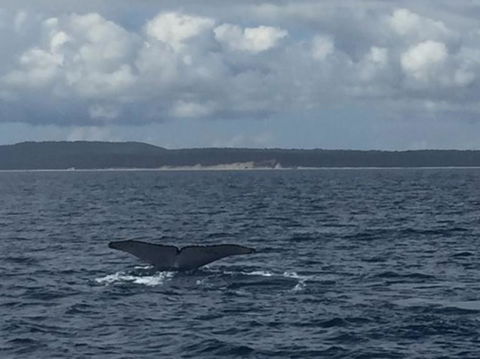 Three-Quarter Day Hervey Bay Premium Whale Watching Cruise - Attractions Brisbane 5