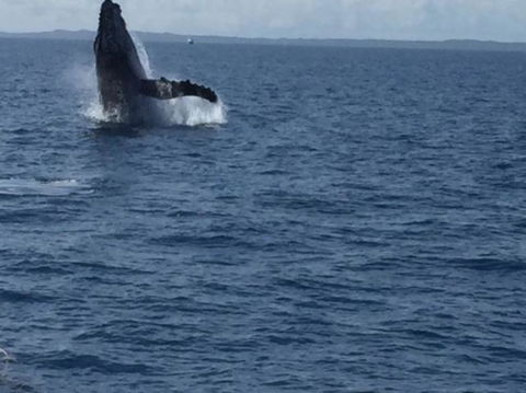 Three-Quarter Day Hervey Bay Premium Whale Watching Cruise - Attractions Brisbane 3