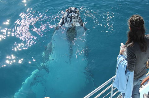Three-Quarter Day Hervey Bay Premium Whale Watching Cruise - Attractions Brisbane 0