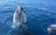 Three-Quarter Day Hervey Bay Premium Whale Watching Cruise - thumb 8