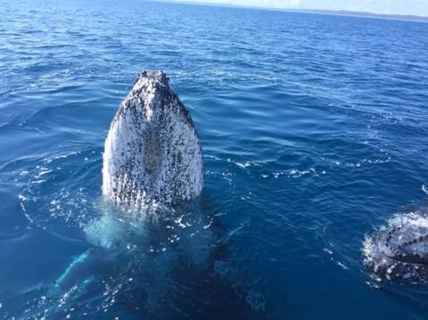 Three-Quarter Day Hervey Bay Premium Whale Watching Cruise - Attractions Brisbane 8
