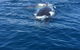 Three-Quarter Day Hervey Bay Premium Whale Watching Cruise - thumb 6