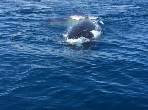 Three-Quarter Day Hervey Bay Premium Whale Watching Cruise - Attractions Brisbane 6