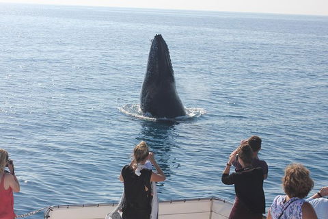 Three-Quarter Day Hervey Bay Premium Whale Watching Cruise - Attractions Brisbane 20