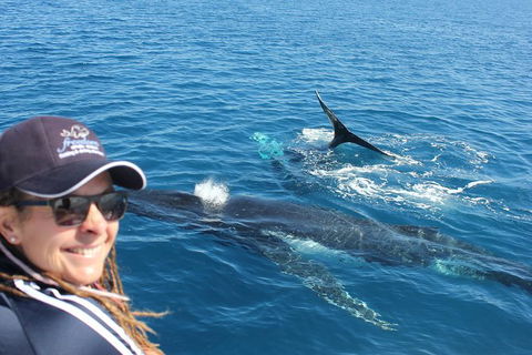 Three-Quarter Day Hervey Bay Premium Whale Watching Cruise - Attractions Brisbane 13