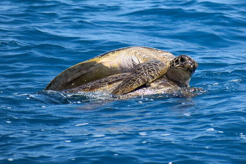 Three-Quarter Day Hervey Bay Premium Whale Watching Cruise - Attractions Brisbane 19
