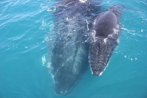 Three-Quarter Day Hervey Bay Premium Whale Watching Cruise - Attractions Brisbane 15