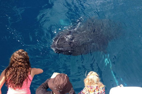 Three-Quarter Day Hervey Bay Premium Whale Watching Cruise - Attractions Brisbane 18