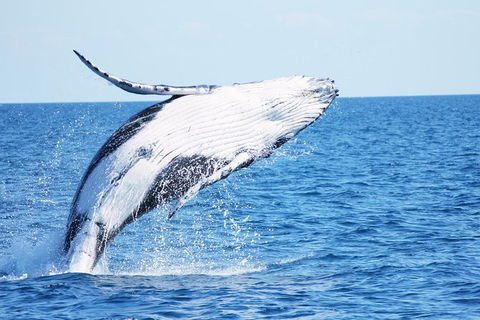 Three-Quarter Day Hervey Bay Premium Whale Watching Cruise - Attractions Brisbane 12