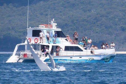 Three-Quarter Day Hervey Bay Premium Whale Watching Cruise - Attractions Brisbane 16