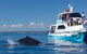 Three-Quarter Day Hervey Bay Premium Whale Watching Cruise - thumb 9