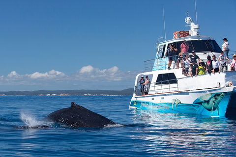 Three-Quarter Day Hervey Bay Premium Whale Watching Cruise - Attractions Brisbane 9