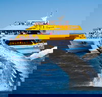 Spirit of Hervey Bay Whale Watching Cruise - Attractions Brisbane