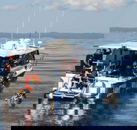 Hervey Bay Whale Swim and Watch - Attractions Brisbane