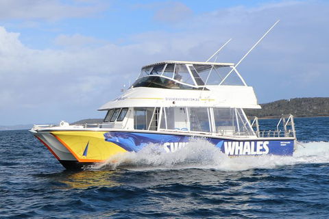 Hervey Bay Whale Swim And Watch - Attractions Brisbane 2