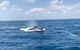 Hervey Bay Whale Swim And Watch - thumb 6