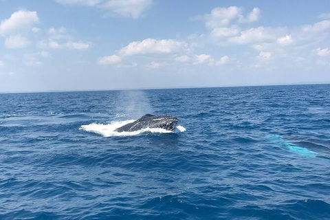 Hervey Bay Whale Swim And Watch - Attractions Brisbane 6