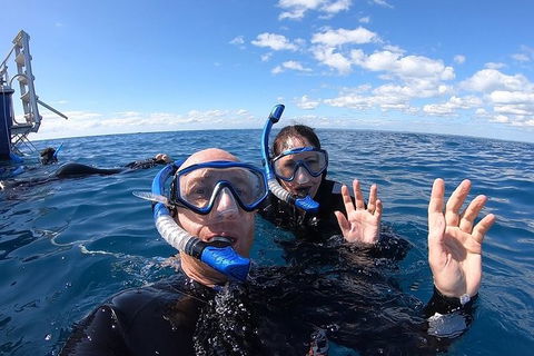 Hervey Bay Whale Swim And Watch - Attractions Brisbane 4