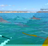 Half-Day Kayak with Dolphins and 4WD Beach Drive from Rainbow Beach - Attractions Brisbane