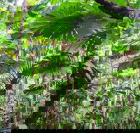 Cape Tribulation Daintree Rainforest and Wildlife Tour - Attractions Brisbane