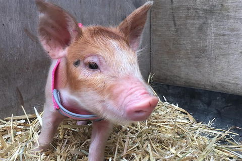 Half Day Animal Tour - Attractions Brisbane 1