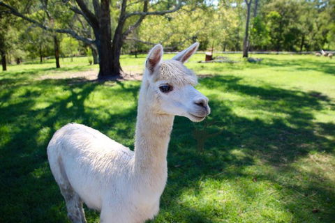 Half Day Animal Tour - Attractions Brisbane 2