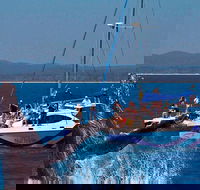 Blue Dolphin Exclusive Whale Watch Encounters - Attractions Brisbane