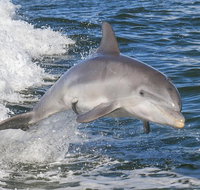 Noosa Oceanrider Scenic Dolphin Safari - Attractions Brisbane