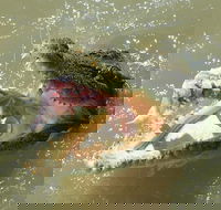 Darwin Jumping Crocodiles Cruise on Adelaide River - Attractions Brisbane