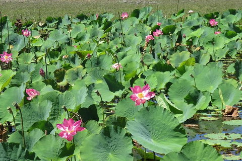 Darwin To Kakadu Day Trip By Air Including Yellow Water Cruise - Attractions Brisbane 10